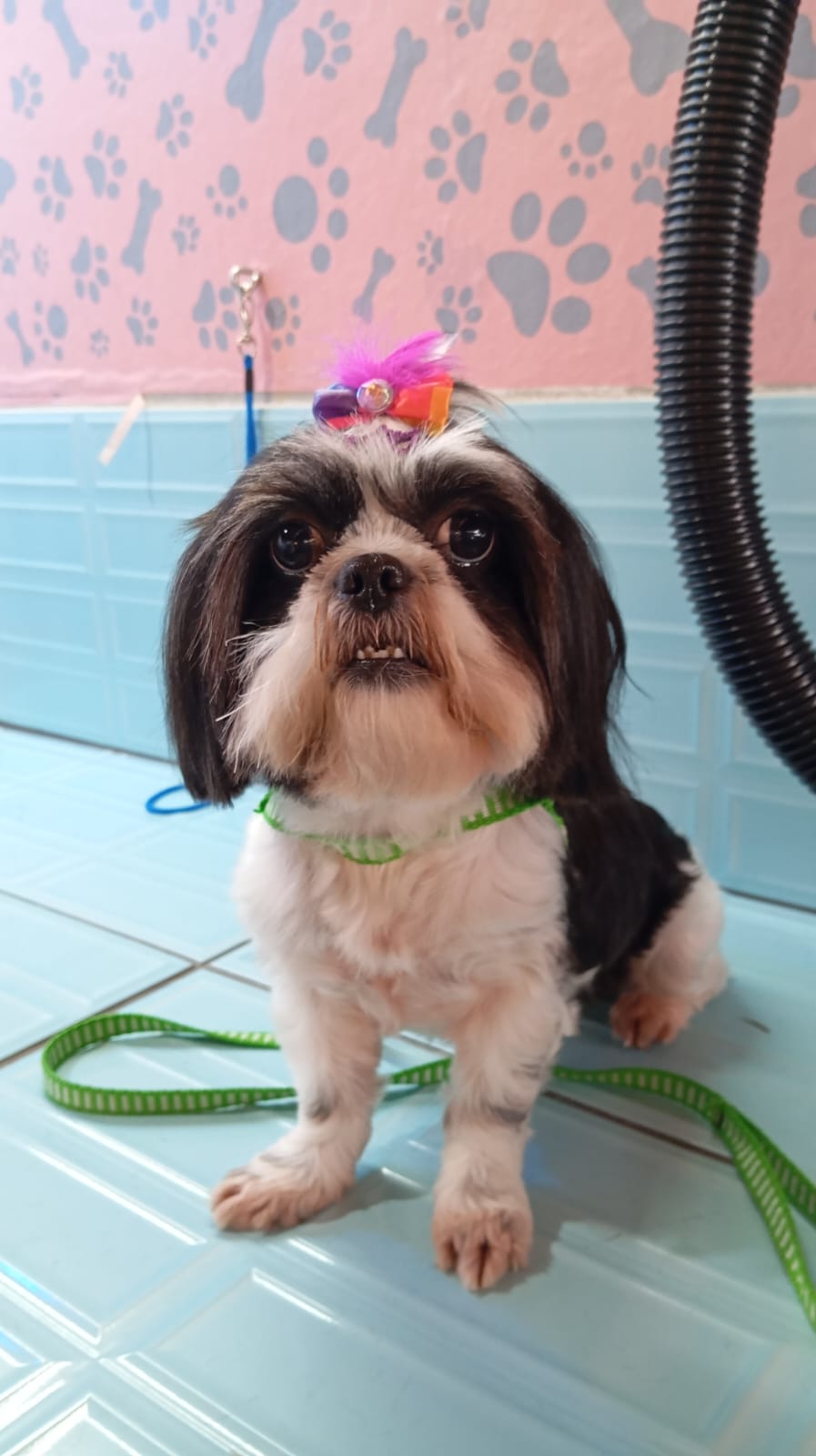 Cachorro estiloso